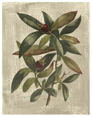 Printed Deshayes Trees III