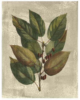 Printed Deshayes Trees IV