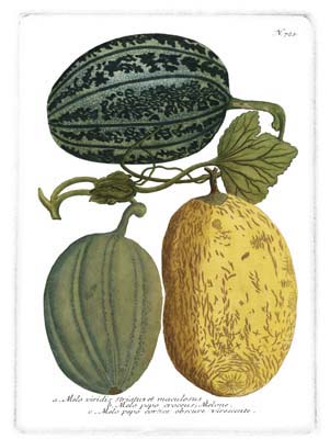 Antique Melons I