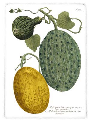 Antique Melons II