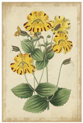 Curtis Blooms in Yellow I