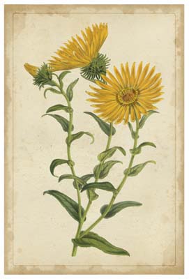 Curtis Blooms in Yellow II