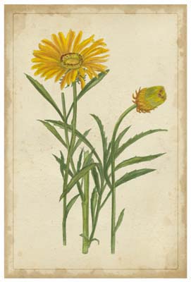 Curtis Blooms in Yellow III