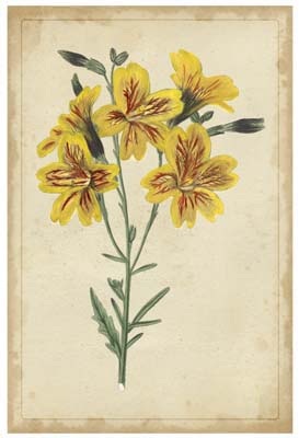 Curtis Blooms in Yellow IV