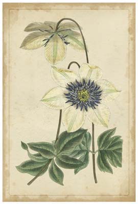 Curtis Blooms in White I