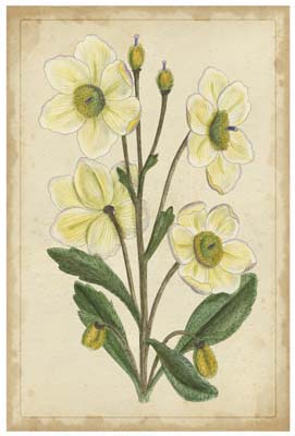 Curtis Blooms in White II