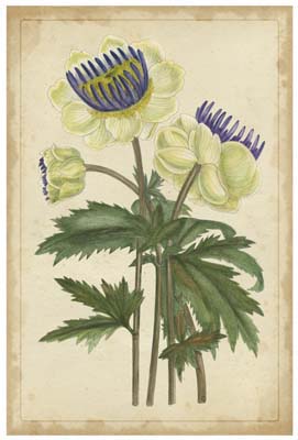 Curtis Blooms in White III