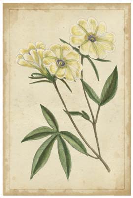 Curtis Blooms in White IV