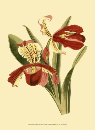 Mini Orchid Splendor I