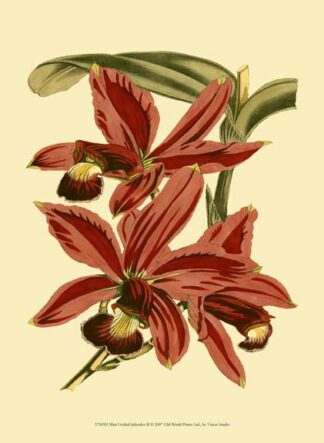 Mini Orchid Splendor II