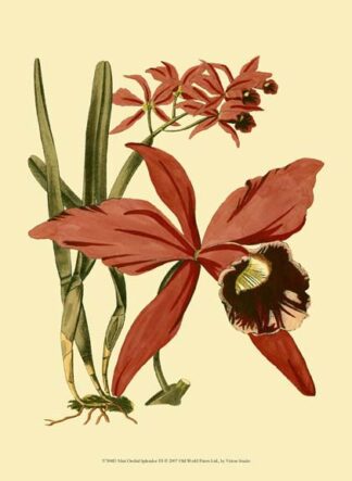 Mini Orchid Splendor III