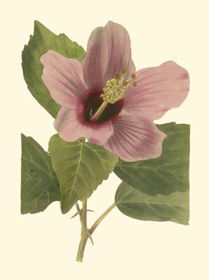 Hibiscus I