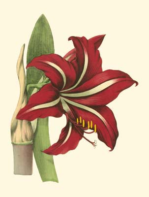 Amaryllis I
