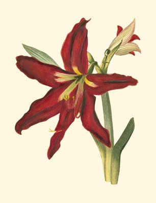 Amaryllis II