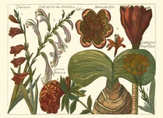 Printed Arena Botanical II