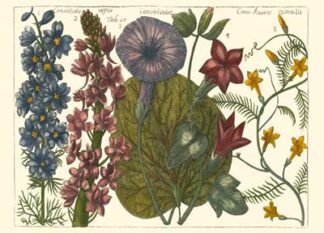 Printed Arena Botanical IV