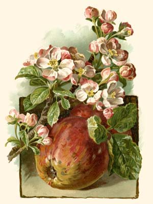 Apple Blossom