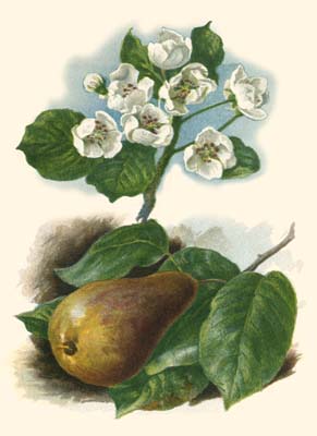 Pear Blosom