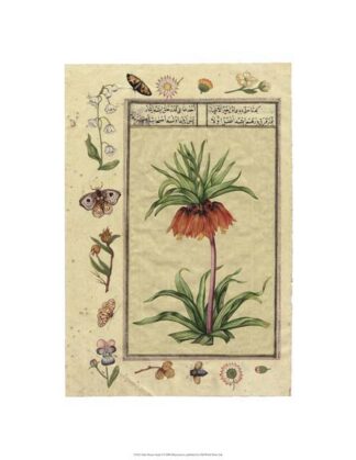 India Nature Study I