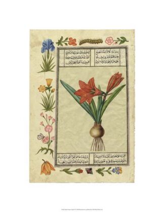 India Nature Study II