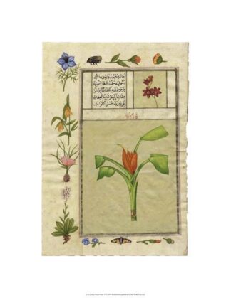 India Nature Study IV