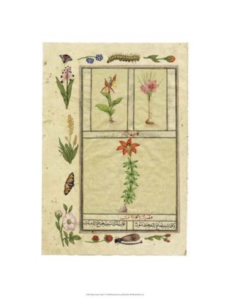 India Nature Study V