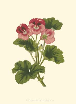 Pink Geranium I