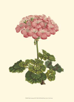 Pink Geranium III