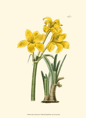 Yellow Narcissus I