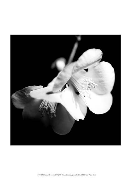 Quince Blossoms I