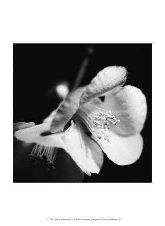 Quince Blossoms II