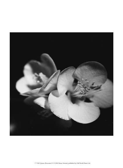 Quince Blossoms IV