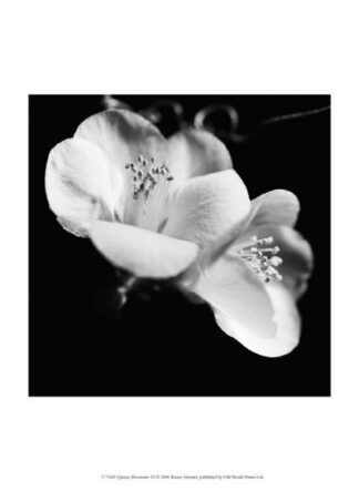 Quince Blossoms VI