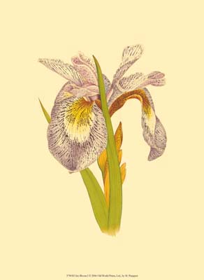 Iris Bloom I