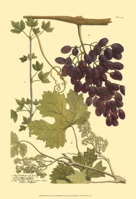 Weinmann Grapes I