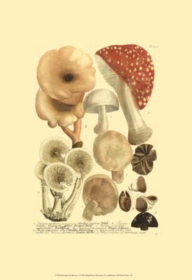Weinmann Mushrooms I
