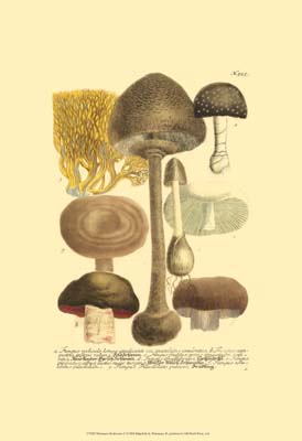 Weinmann Mushrooms II