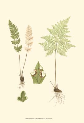 Spring Ferns IV