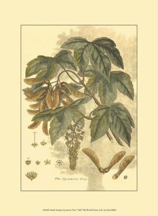 Small Antique Sycamore Tree