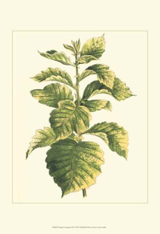 Tropical Variegation III