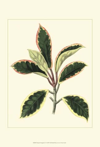 Tropical Variegation V