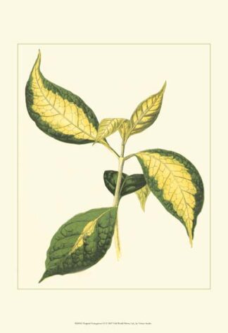 Tropical Variegation VI