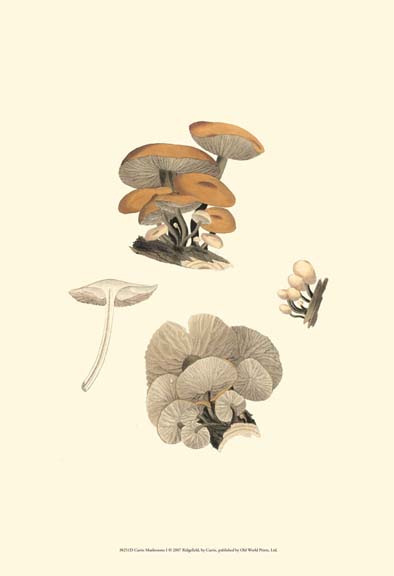 Curtis Mushrooms I
