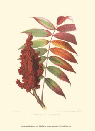 Smooth Sumac