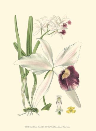 Mini Delicate Orchid II