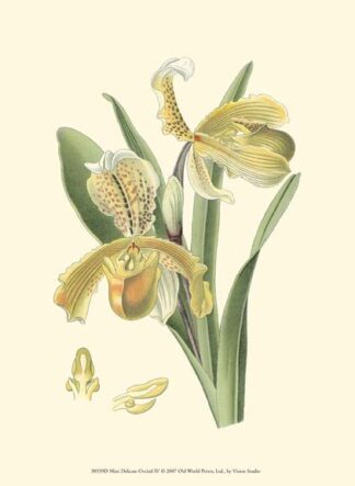 Mini Delicate Orchid IV