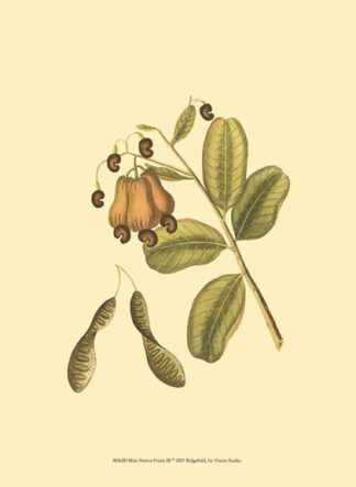 Mini Native Fruits III