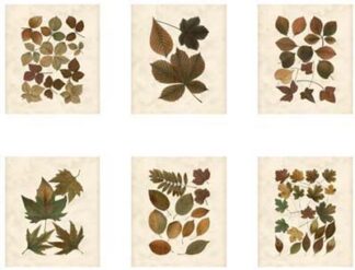 Lodge Leaf Collection