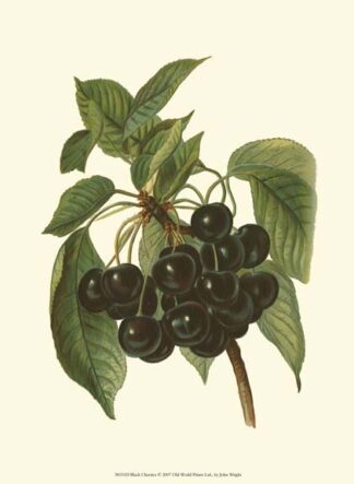 Black Cherries