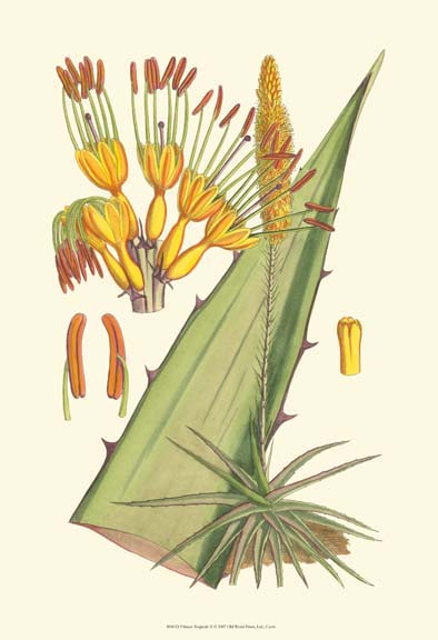 Vibrant Tropicals II